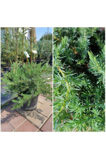 Ялівець береговий Шлягер - 3л/вис.15-20см/Ø30-40см